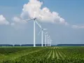 Rząd białych turbin wiatrowych na tle błękitnego nieba z chmurami, nad zielonym polem kukurydzy. Efektywne cable pooling w akcji.